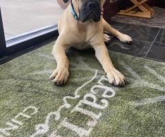The Healing Power of Dogs in Recovery