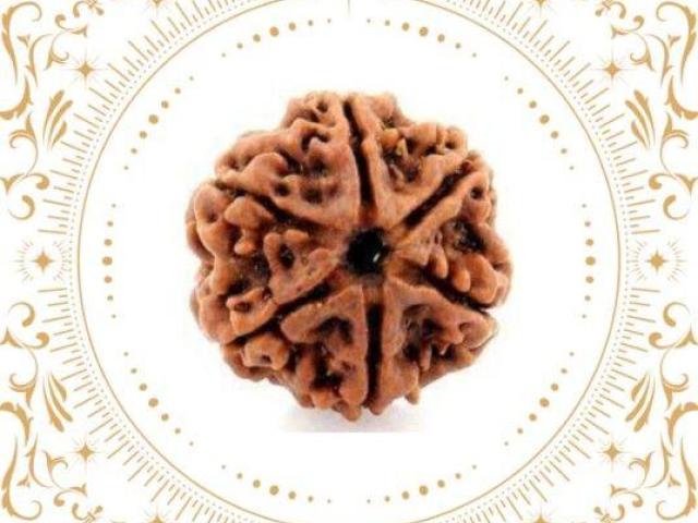 Buy 6 Mukhi Rudraksha Nepal Original at Best Price - Rudraksha Hart