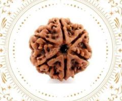 Buy 6 Mukhi Rudraksha Nepal Original at Best Price - Rudraksha Hart