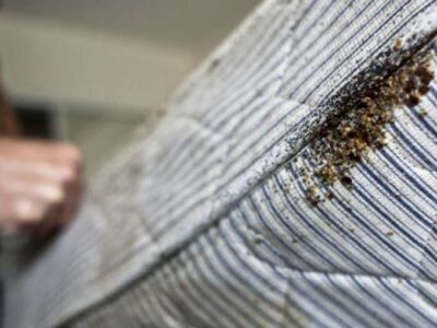 bed bugs control
