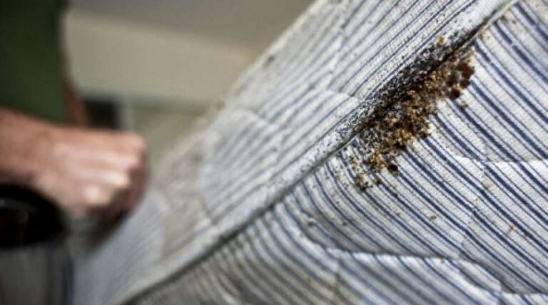 bed bugs control