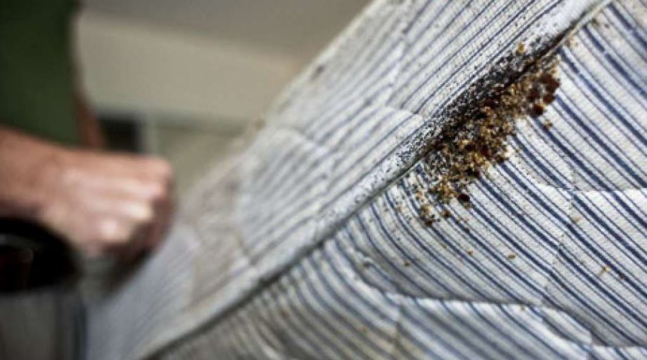 bed bugs control
