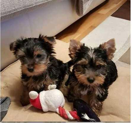 Adorable AKC Yorkie puppies available Text / call :(330) 910 0534