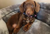 *Adorable Dachshund puppy for loving home*