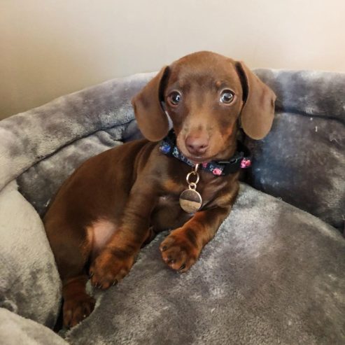 *Adorable Dachshund puppy for loving home*