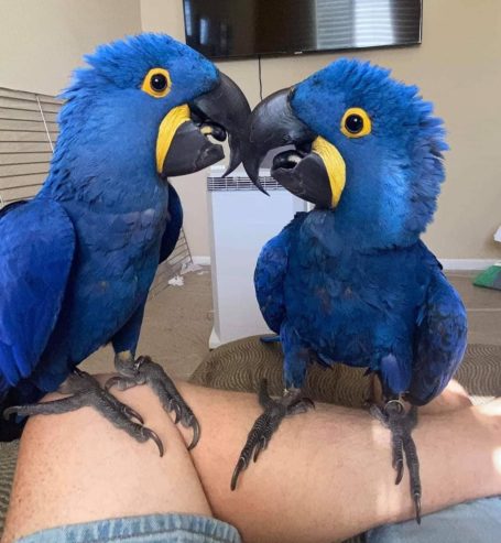 Hand Raised Hyacinth Macaw Parrots And Fertile Eggs For Sale