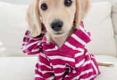 *Adorable Dachshund puppy for loving home*