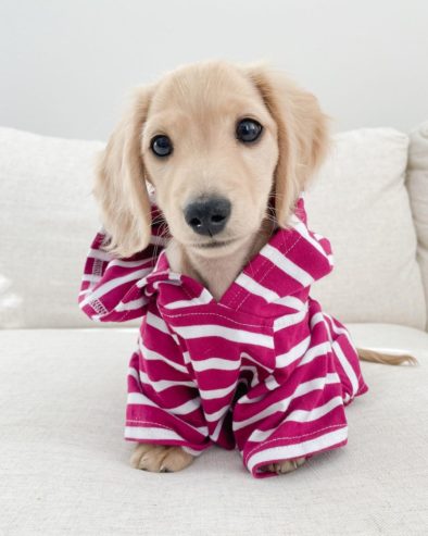 *Adorable Dachshund puppy for loving home*