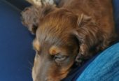 *Adorable Dachshund puppy for loving home*