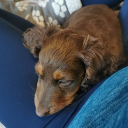 *Adorable Dachshund puppy for loving home*