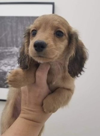 Dachshund Puppies Available For Sale