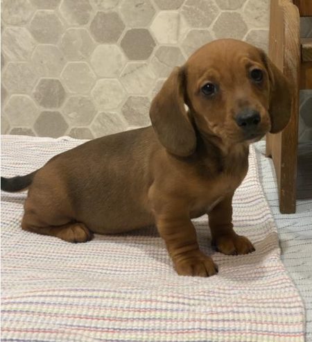 Looking to add an addition to the family? Meet this adorable dachshund puppies For sale