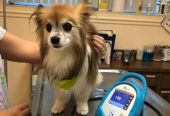 Boulevard Animal Hospital