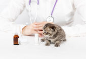 Boulevard Animal Hospital