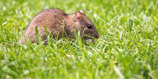 Rodent-Removal-Hillsborough-County