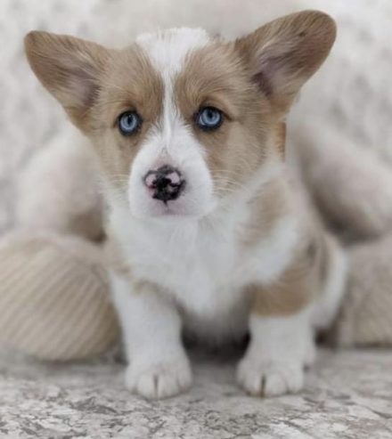 Welsh Corgi (Pembroke) Puppy for Sale
