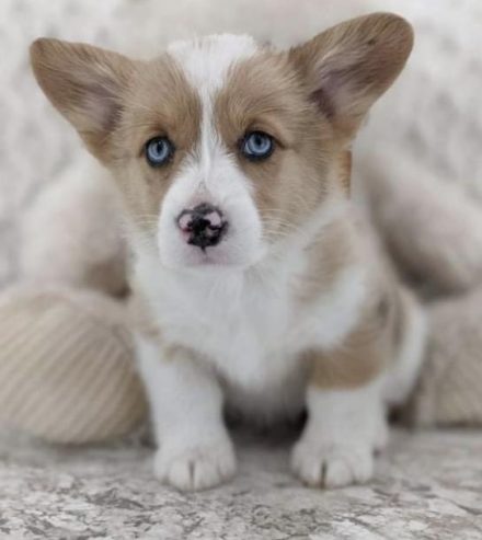 Welsh Corgi (Pembroke) Puppy for Sale