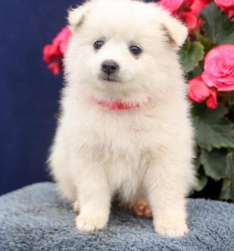 Nice Looking American Eskimo pups available for new family