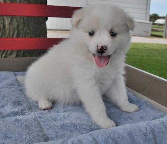MALES AND FEMALES AMERICAN ESKIMO PUPPY FOR SALE