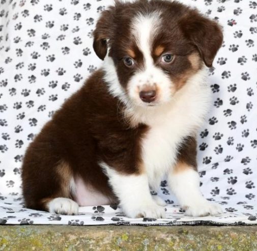 Nice Looking AUSTRALIAN SHEPHERD PUPPY FOR SALE