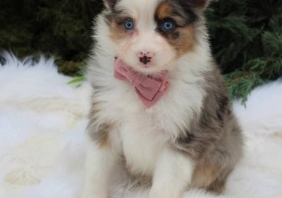 Australian-Shepherd-Female-Shakira