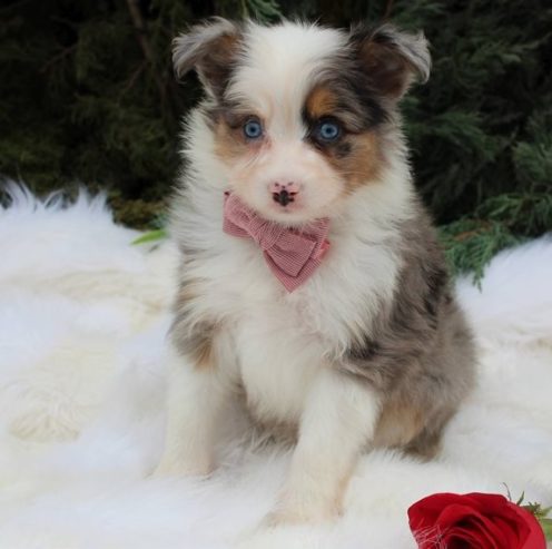 Available Australian Shepherd pups