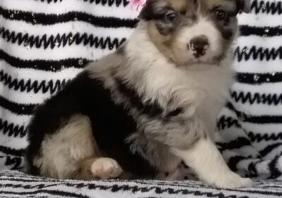 Australian-Shepherd-Puppy