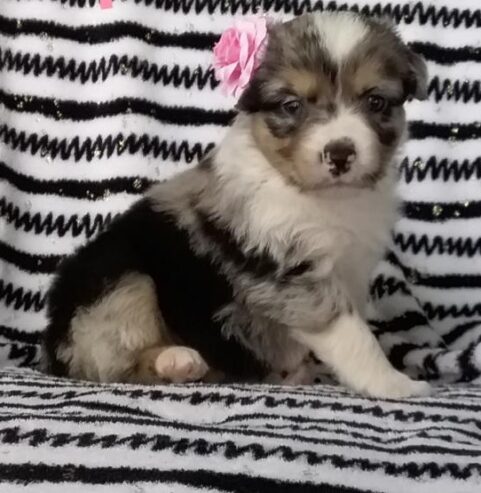 ADORABLE AUSTRALIAN SHEPHERD PUPPY FOR SALE IN USA