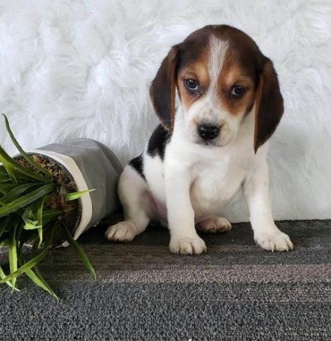 Playful and sweet Beagle puppy!