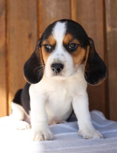Sweet Beagle Puppy Ready Now For Sale