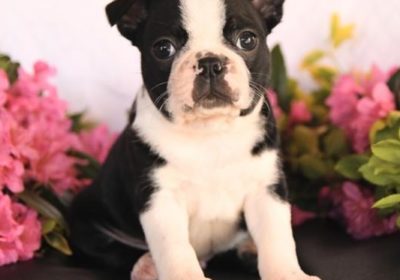 Boston-Terrier