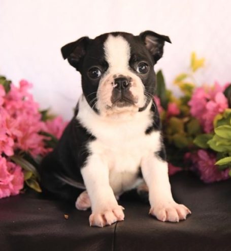 BEAUTIFUL BOSTON TERRIER PUPPY FOR SALE