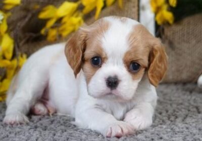 CAVALIER-KING-CHARLES-SPANIEL-….