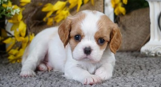 IKE – CAVALIER KING CHARLES SPANIEL PUPPY FOR SALE