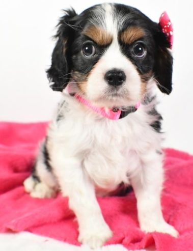 Cavalier King Charles Girl is ready for her ever home.