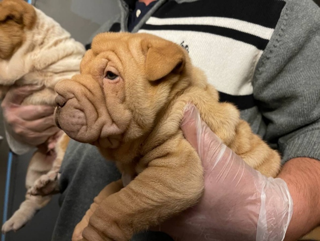 Eight Akc Shar-pei pups are ready for new homes