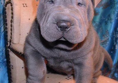 Chinese-Shar-Pei-Name-Blaze-…