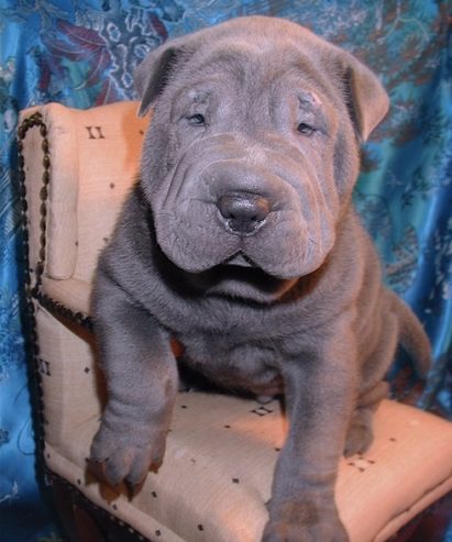Chinese Shar-Pei Pups for sale
