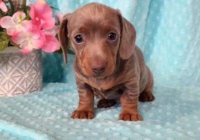 Dachshund-…