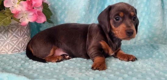 Meet this adorable Dachshund puppies Available for sale