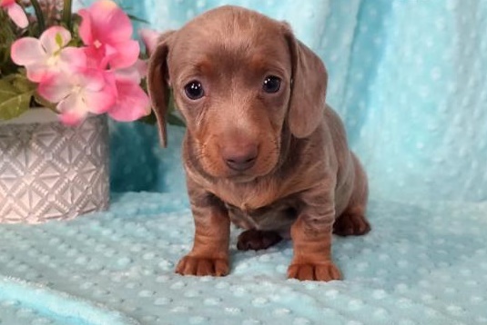 Roscoe Dachshund Puppy Available