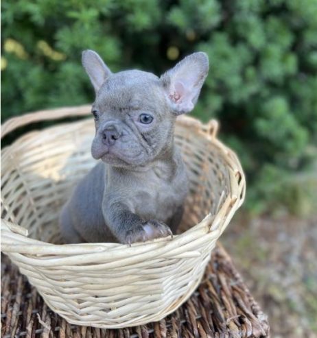 Meet Nala, she’s a Blue Sable French Bulldog