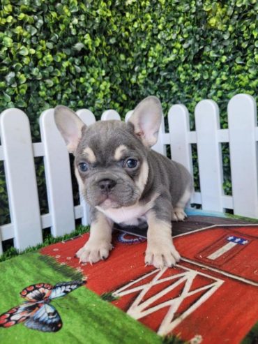 LOVELY FRENCH BULLDOG PUPPY FOR SALE IN , USA