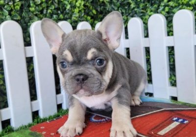 French-Bulldog-…