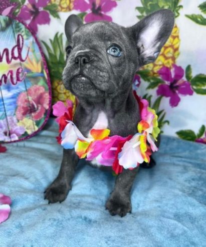 We’ve some gorgeous French Bulldog pups ready