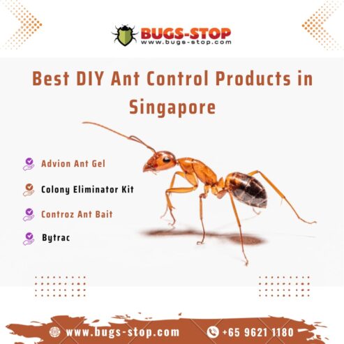 Best DIY Ant Control Products in Singapore