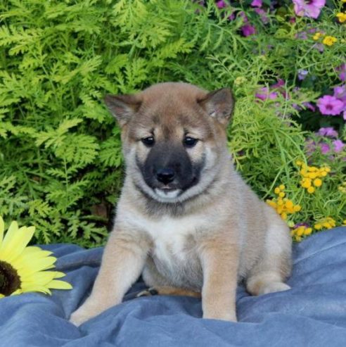 M&F Shiba inu Puppies Available For Sale