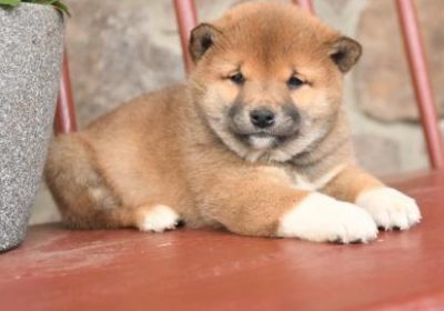 Shiba-Inu-.