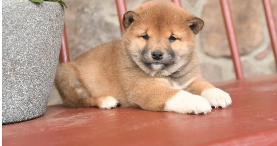 Adorable Shiba inu puppies in search of their forever home.
