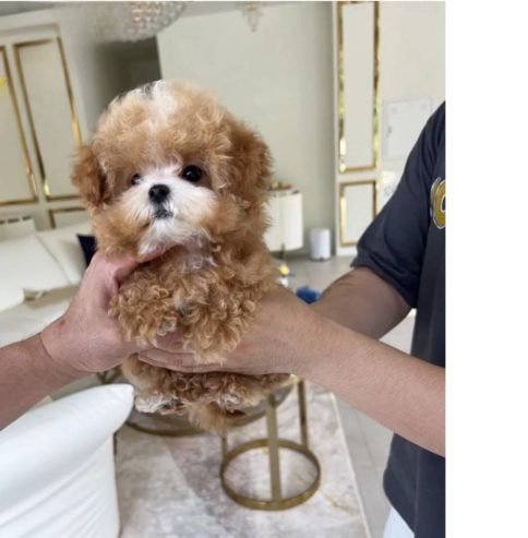 Cute Maltipoo Puppies